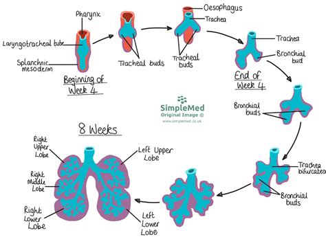 Mammals Respiratory System Development