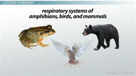 Mammals Respiratory System Diversity