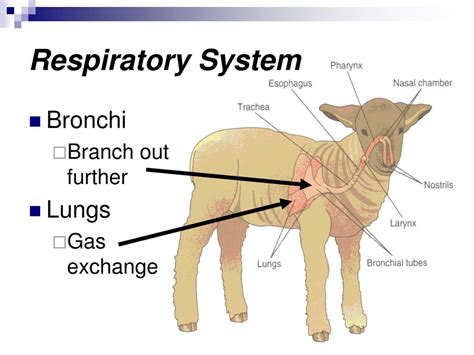 Mammals Respiratory System Efficiency