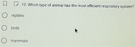 Mammals Respiratory System Efficiency