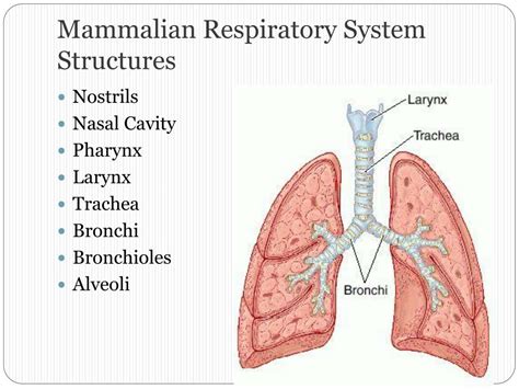 Mammals Respiratory System Evolution