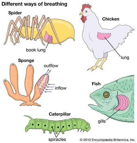 Mammals Respiratory System Evolution