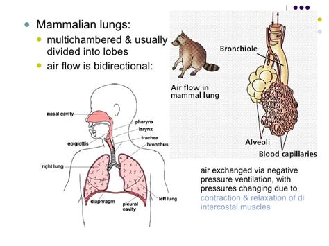 Mammals Respiratory System Specialization