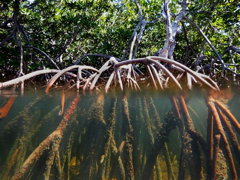 Mangrove Swamp