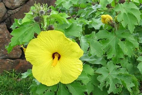 Ma'o Hau Hele Flowers