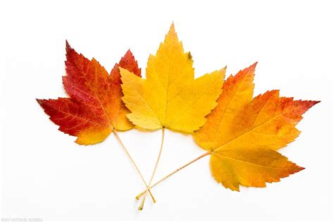 Maple Leaf Colors