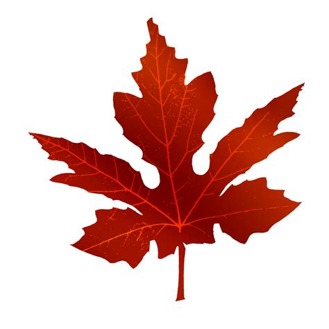 Maple Leaf Shapes