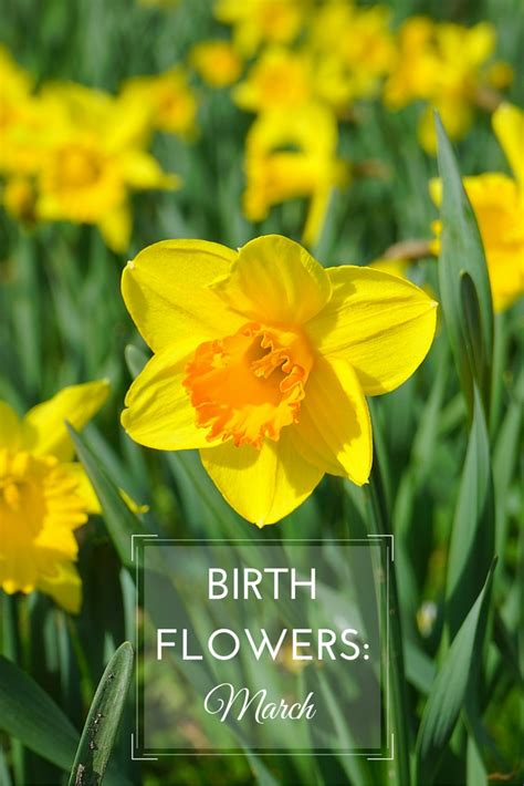 March birth flower