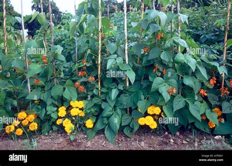 Marigold and Beans