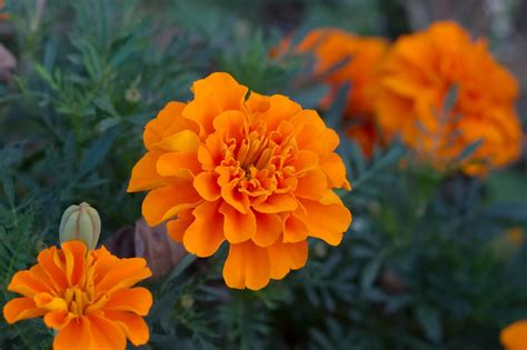 Marigold Birth Flower