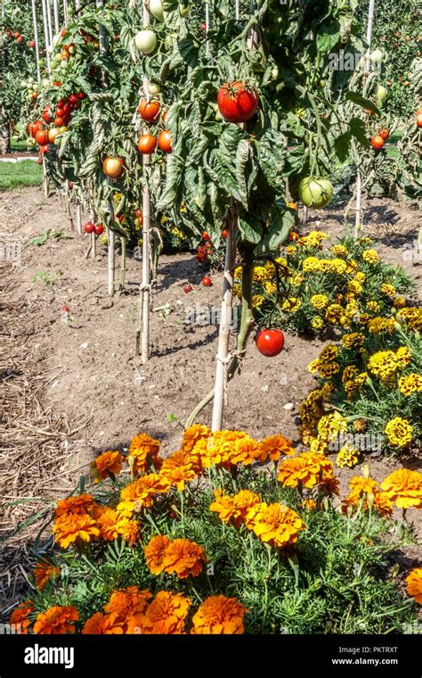 Marigolds and Tomatoes Companion Planting