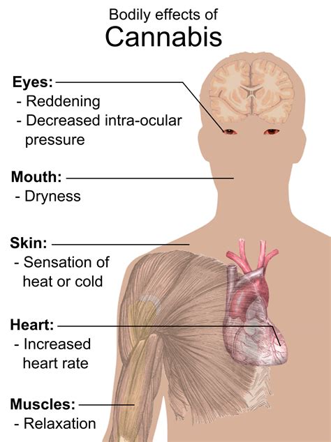 Marijuana Affects the Body