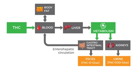 Marijuana Metabolism