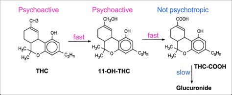 Marijuana Metabolism Process