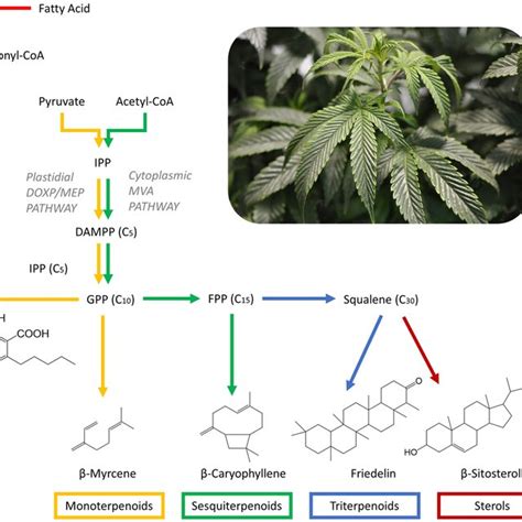 Marijuana Metabolites