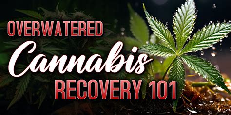 Marijuana recovery tips