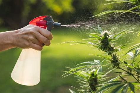 Marijuana Removal Tips