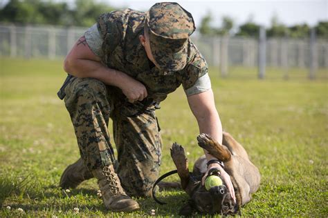 Marine Corps dog handlers in action