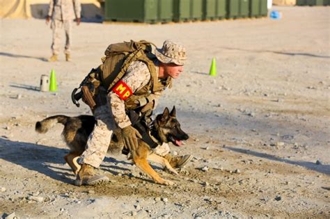 Marine Corps dog handlers training