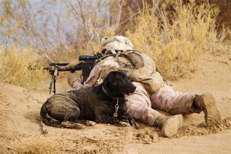 Marine dog detecting explosives