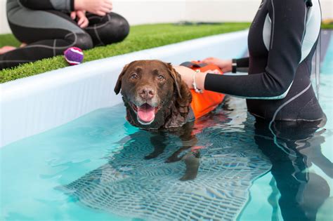 Marine dog providing therapy