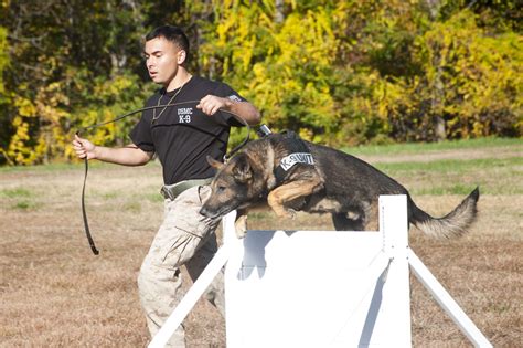 Marine dog training in progress