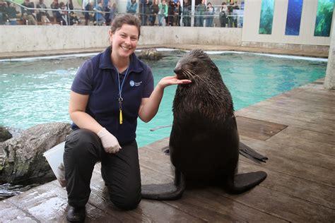 Marine Mammal Trainer