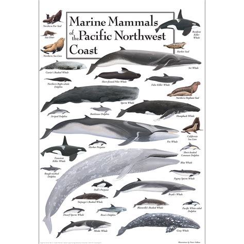 Marine Mammals