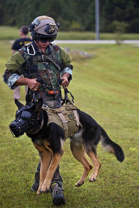 Marine patrol dog in action