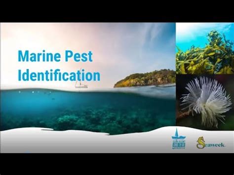 Marine Pest Control Solutions