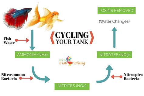 Marine Tank Cycling