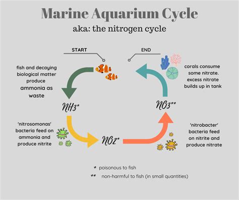 Marine Tank Cycling