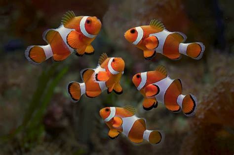 Marine Tank Fish Breeding