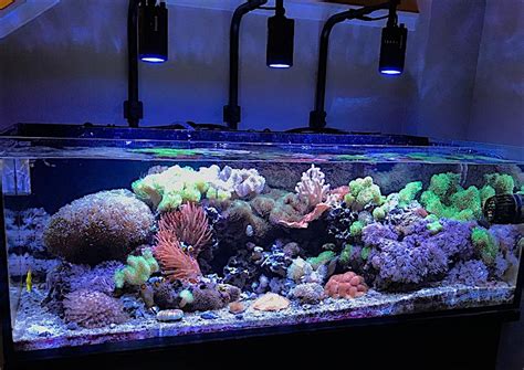 Marine Tank Reef Keeping