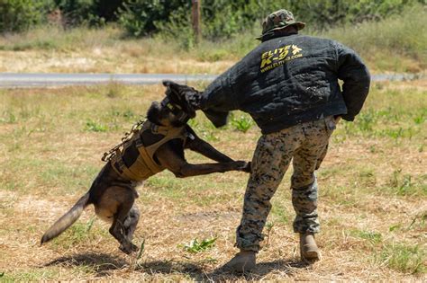 Marine tracking dog following a trail