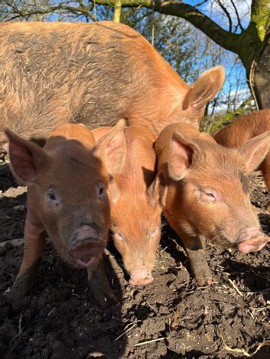 Marketing Tamworth Pork