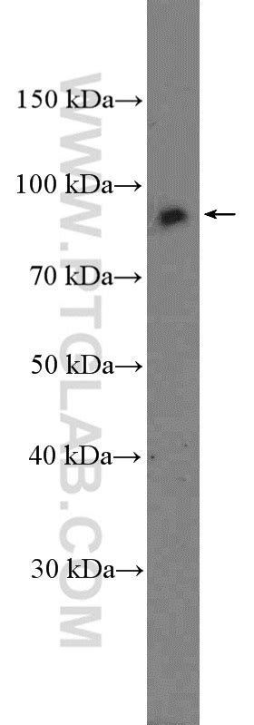 Mastering Cell L5 Image 7