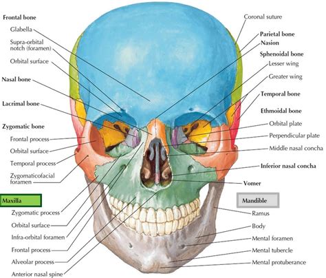 Maxillae Structure