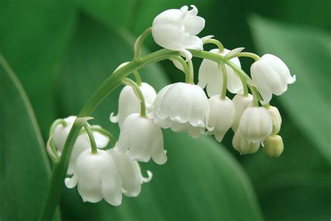 May Lily of the Valley