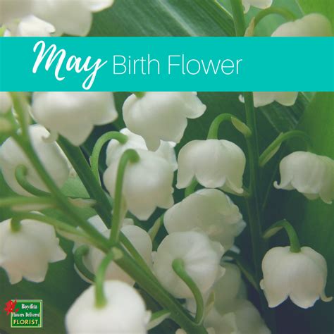 may birth flower lily