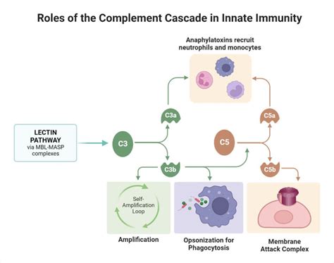 Mechanisms of Lectin-Induced Inflammation