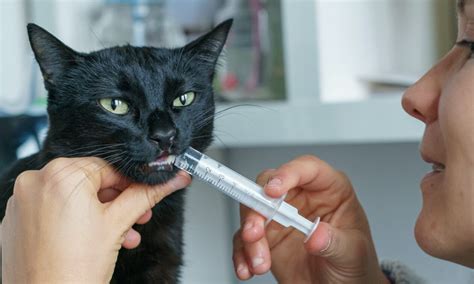 medication administration for cats