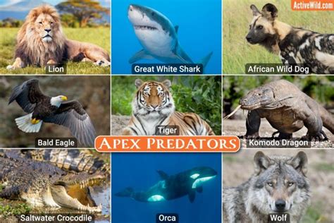 The Apex Predator