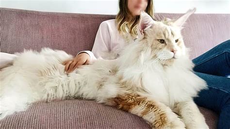 The Largest Cat Species