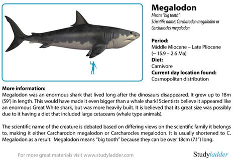 Megalodon fact sheet for kids