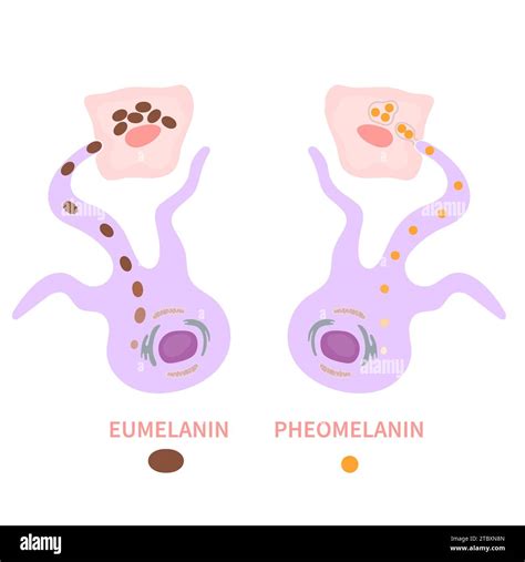 Melanin biology