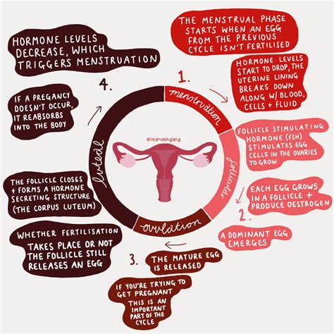 Menstrual Cycle