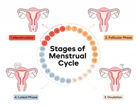 Description of Menstrual Cycle