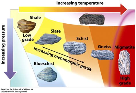 Metamorphic stage