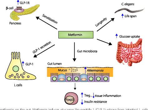 Image of Metformin Mechanism